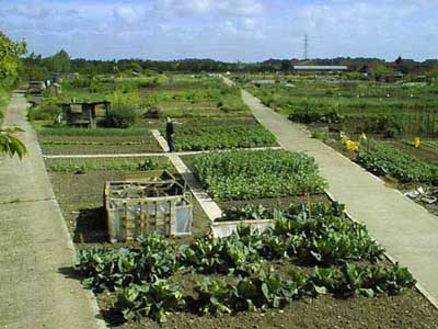 Looking north across Histon Road allotment site