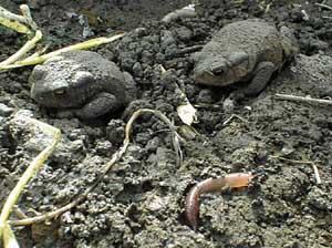 Common toads 