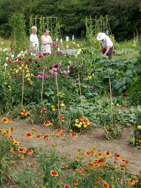 Visitors on Mr Holden's plot