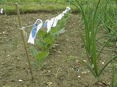 Pigeon scarer made with a "washing line" of strips of plastic