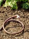 Snake keeping cats away from a newly-sown seed bed