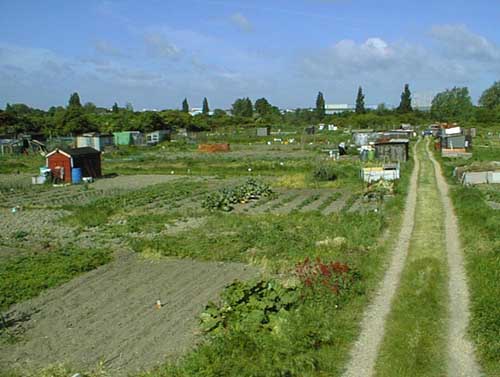 Elfleda Road allotments (image size 35KB)