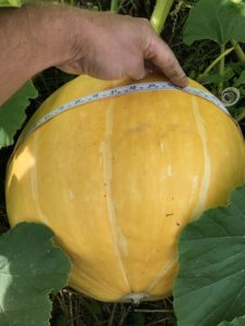 The pumpkin at 2017-07-26.