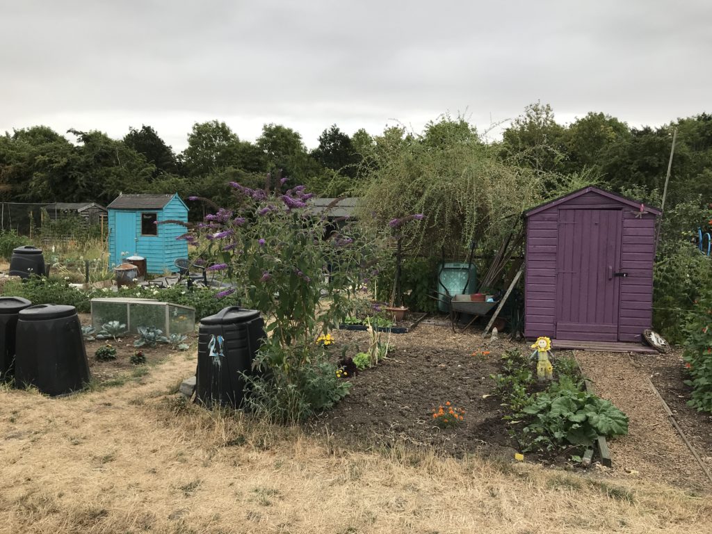 Sheds at the nearby Foster Road allotments.