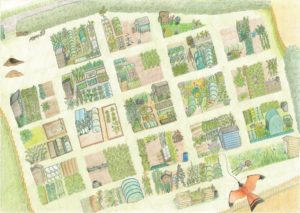 Aerial view of Steeple Morden allotments, beautifully illustrated by Becky McMichael