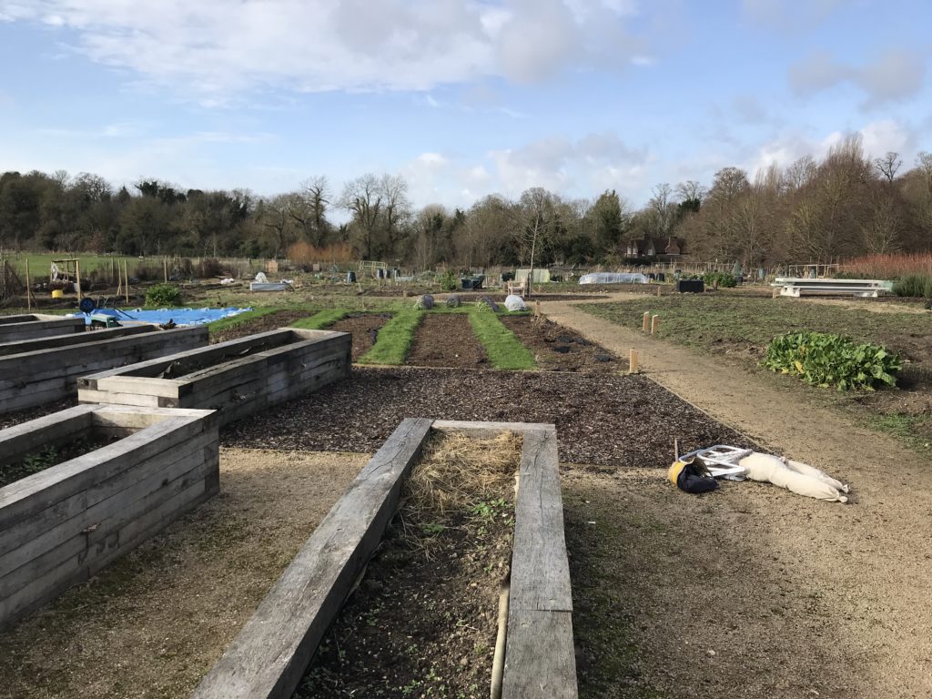 Trumpington Meadows allotments, February 2020, with disabled access raised beds in left foreground, the central path and picnic table to the right.